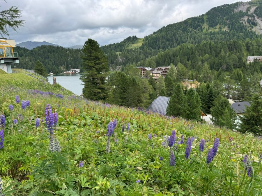 Turracher Höhe - Ein Grundstück mit Seltenheitswert – ideal für eine hochwertige touristische Entwicklung. Baugrundstück für eine kleine Apartmentanlage - DIREKT bei der Piste und der Talstation 